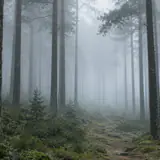 A pine forest in morning fog